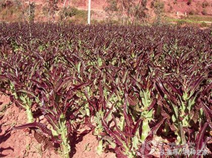 餐桌上常见的本土作物是什么,10种常见的粮食作物