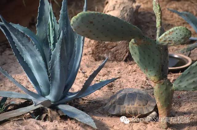 ReptileStar爬虫星球