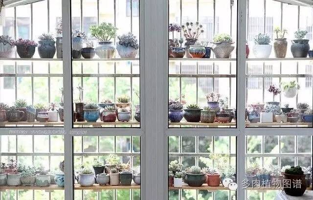 阳台上漂亮的多肉,阳台上的多肉又变美了