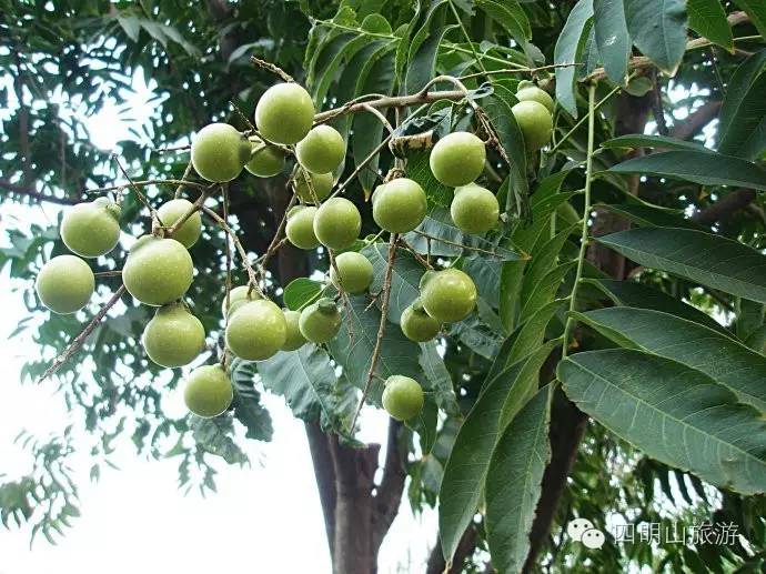 过季就来不及了，快去四明山上捡“黄金果”！（附全攻略）