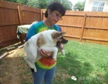 狗狗被抛弃的各种原因,狗狗被丢弃以后的心理