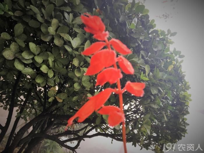 常见野生红花,常见的野红花