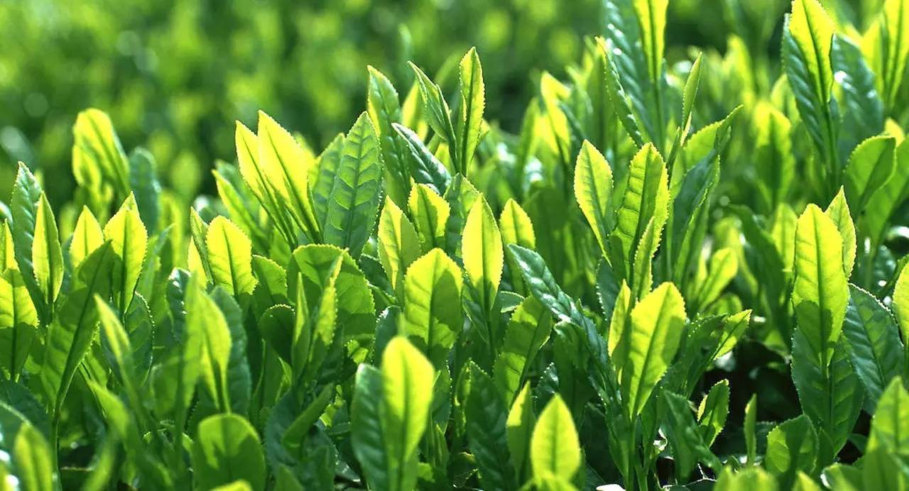 安徽名茶中被列为中国十大名茶,十大名茶为何没有湖南安化的黑茶