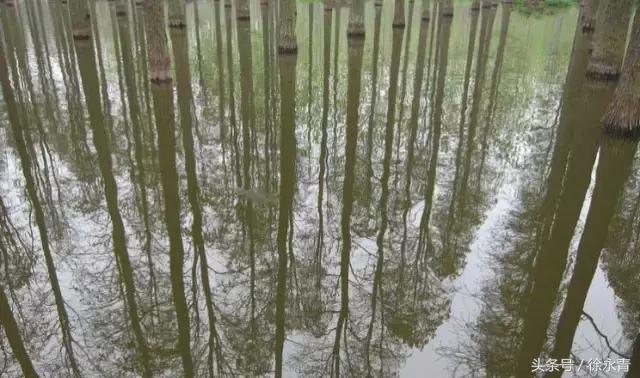 一条街一处景尽显烟火气,一条街古色古香