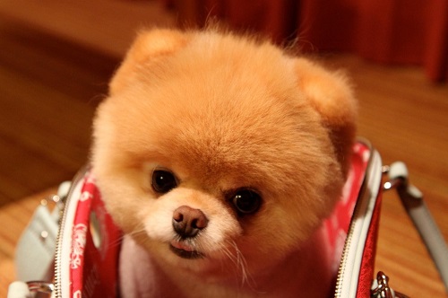 宠物狗喂做的饭和狗粮哪个好一点,宠物狗喂狗粮的正确方法