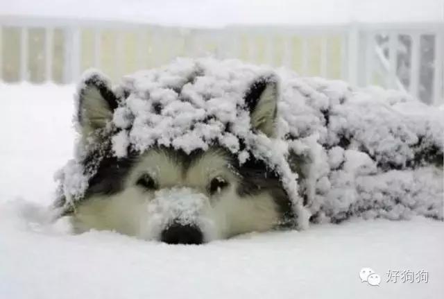 下雪天狗狗会怎么样,下雪天狗狗应该注意什么