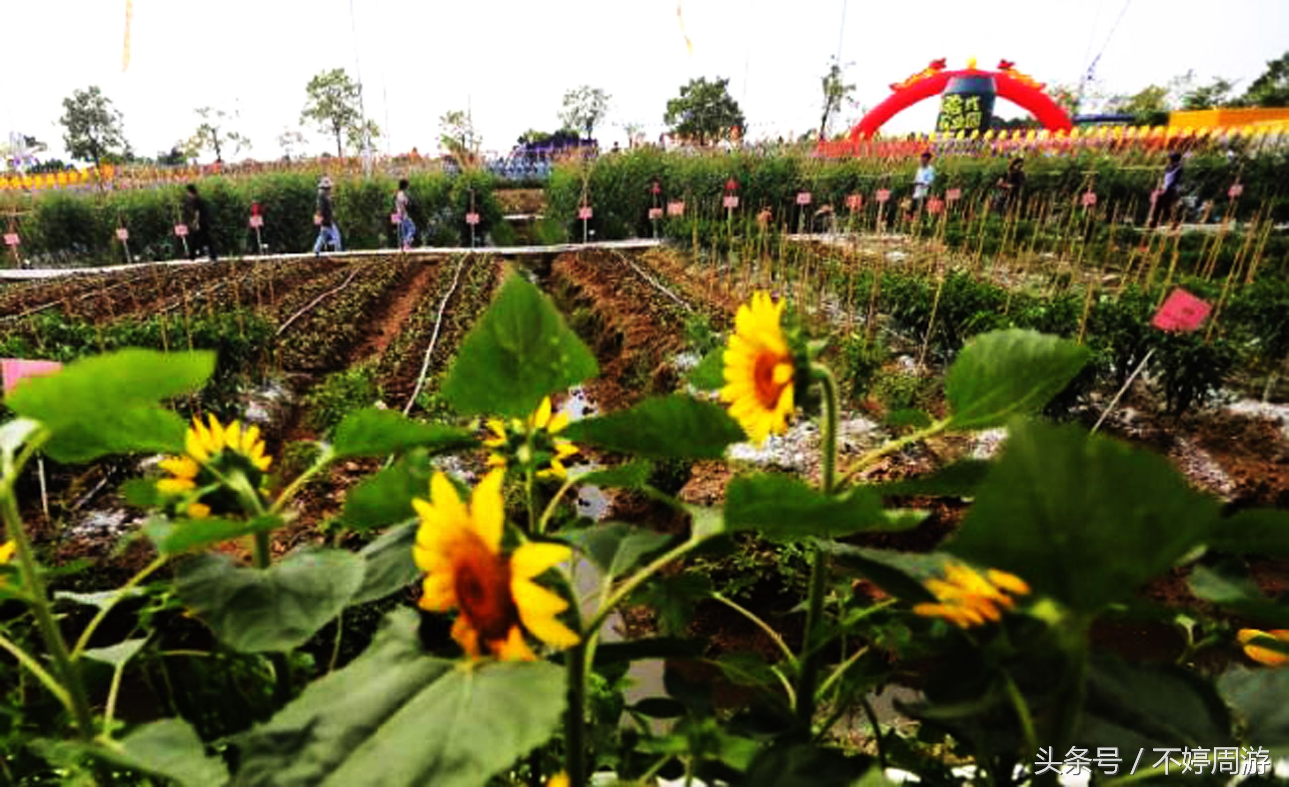 东莞新旅游景点大全,东莞麻涌镇必游景点