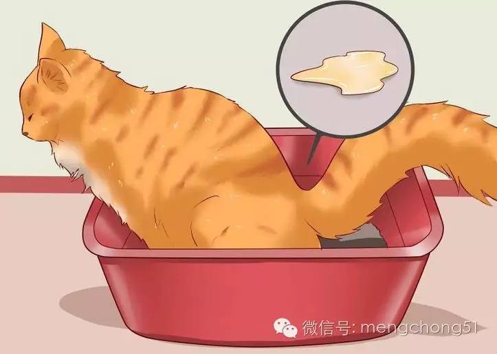 猫咪拉肚子应该怎么办,猫咪拉肚子怎么治疗