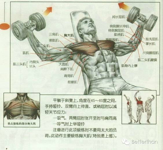 最全哑铃教学,手臂哑铃肌肉训练10个动作图解