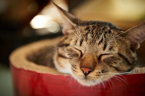 猫咪能吃猫粮说明身体健康吗,猫咪能吃仓鼠奶酪吗为什么