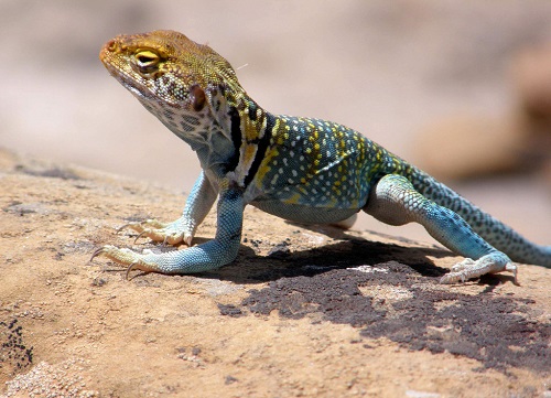 蜥蜴蜕皮蜕不下来怎么办,蜥蜴遇到危险回缩成一团