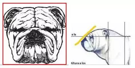 一梦谈狗：这些都不知道，别告诉我你喜欢英国斗牛犬……