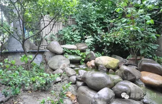 疯狂龟友，6次为龟修建豪华花园！