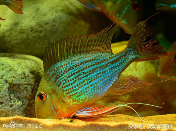 买的硝化细菌真的管用吗,喜尊硝化细菌真的和假的怎么鉴别