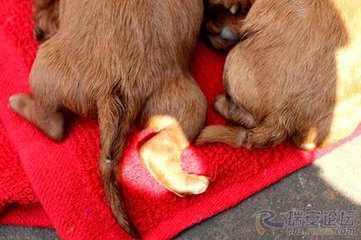 狗狗断狼趾从哪开始剪,狗狗狼趾可以跟断尾一样操作吗