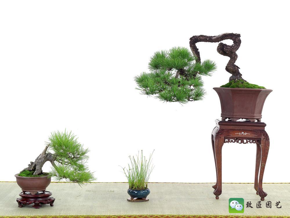 黑松盆景获奖作品 (金奖文人黑松盆景精品)