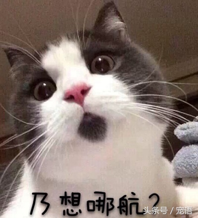 我带喵主人去做绝育，回来的路上它却救了我的命，我是不是做错了