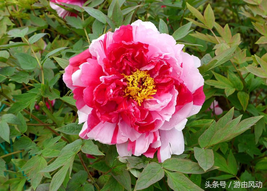 洛阳国际牡丹园门票,洛阳国际牡丹园图