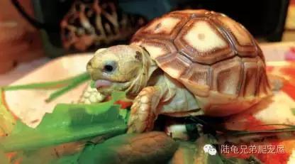 苏卡达2024年可以养了吗,苏卡达养法