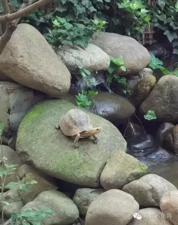 疯狂龟友，6次为龟修建豪华花园！