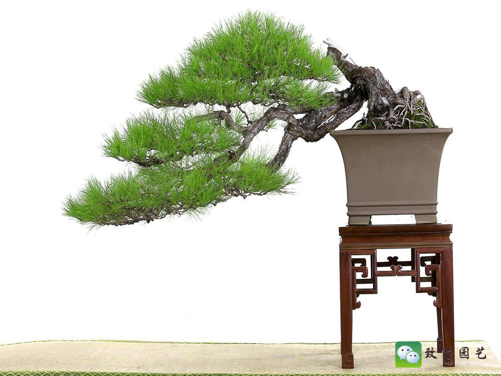 黑松盆景获奖作品 (金奖文人黑松盆景精品)