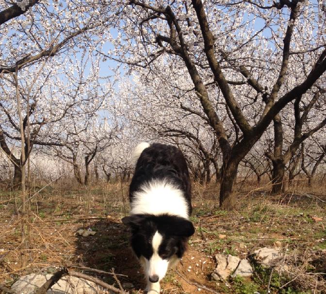 柯利犬适合哪种打虫药,哪些是柯利牧羊犬禁用药