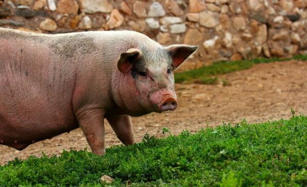 冬季猪咳怎么办，做好诊疗是关键！