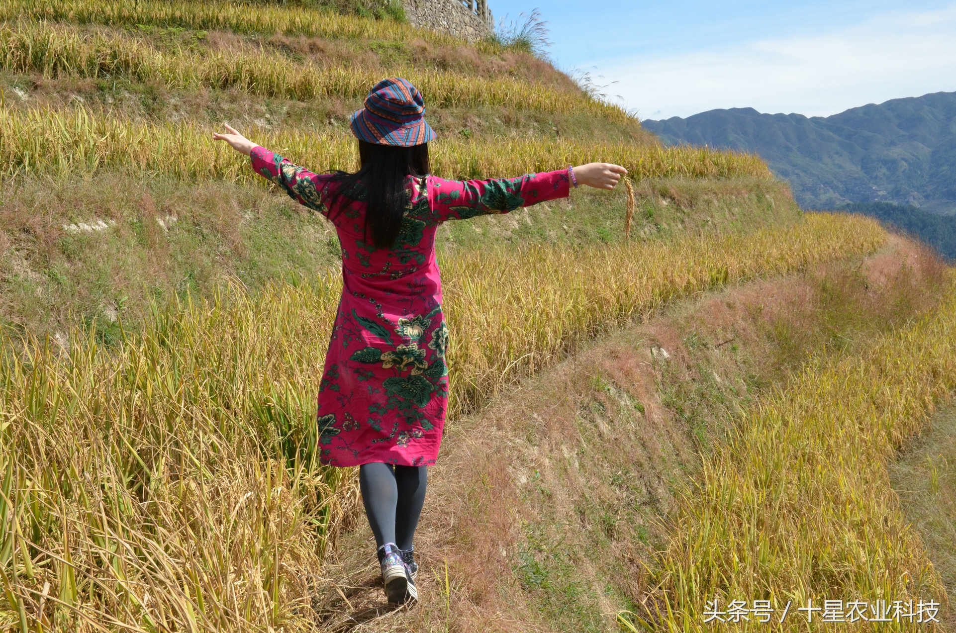 龙胜瑶族大寨龙脊梯田，原创拍摄几十图，有美女出镜哦！