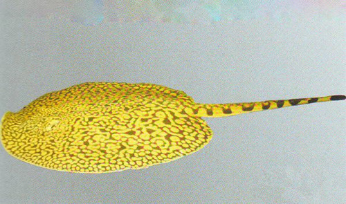 魟鱼营养,饲养魟鱼需要知道些什么