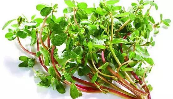 亦菜亦药马齿苋，清热凉血可止痢