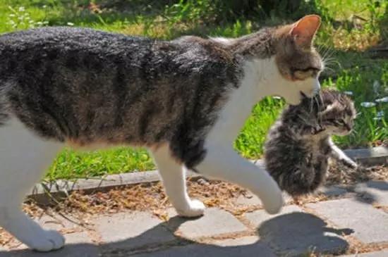 日本快递快吗,日本超规格快递