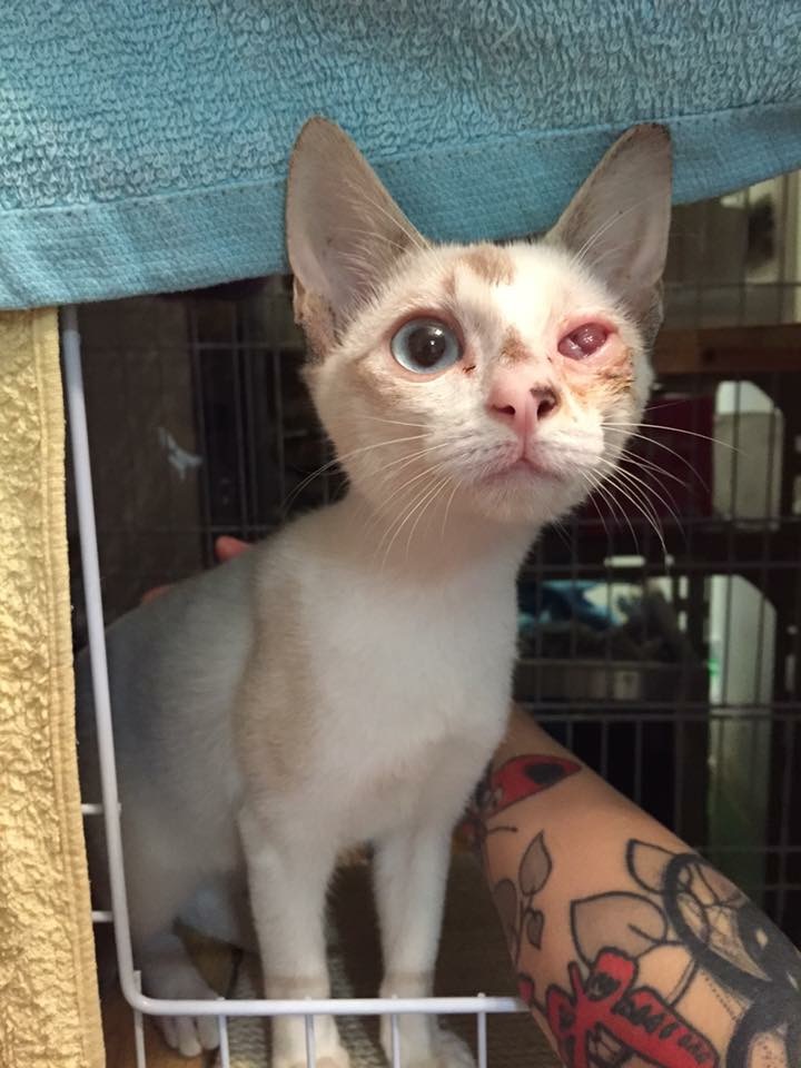 这个香港女孩，是20只残疾猫咪的妈妈：“我会照顾它们到老”