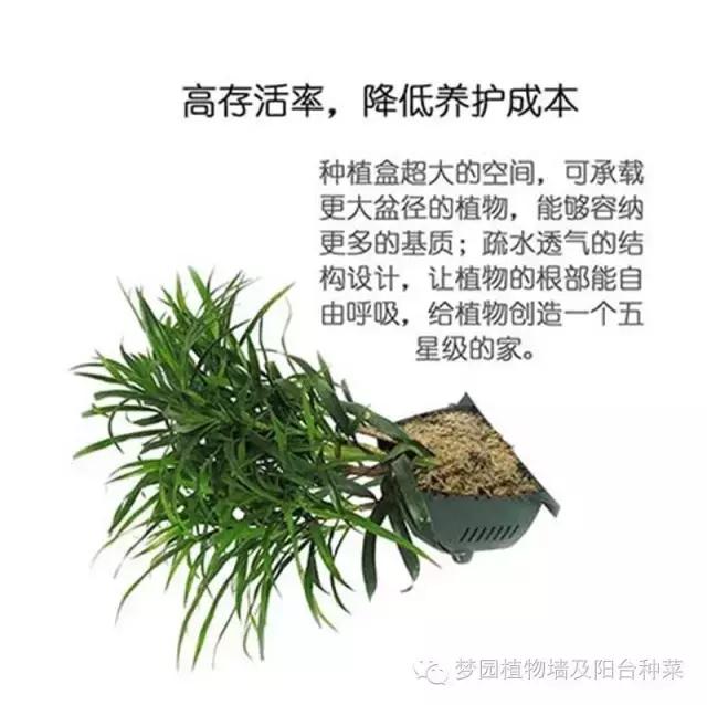 室内植物墙安装效果,室内植物墙有什么优点