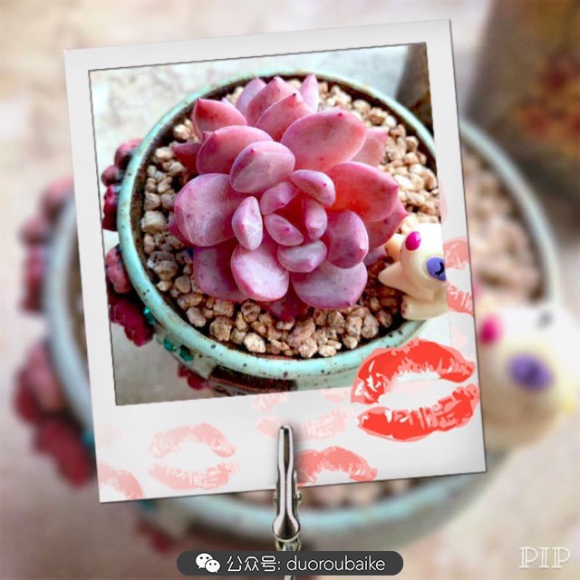 这样的极品雪天使，你可倾心？