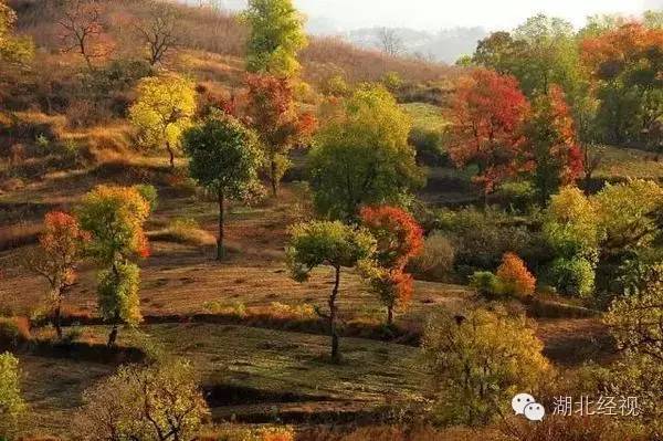 武汉秋天不可错过的美景,武汉踏春打卡地