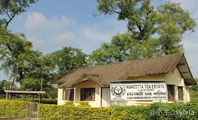 大吉岭茶和英式红茶的区别,英式大吉岭红茶