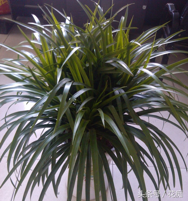 龙须兰怎么养才能更旺盛,龙须兰冬天怎么养