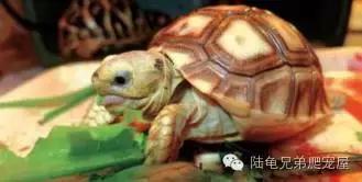 陆龟结石是什么样的,陆龟结石症状表现