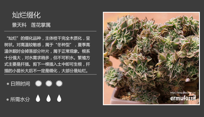 1000种多肉植物珊瑚图鉴,最全多肉品种图鉴