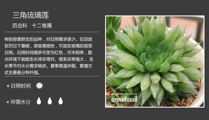 1000种多肉植物珊瑚图鉴,最全多肉品种图鉴