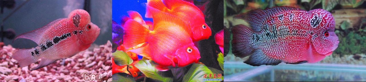 养鱼风水讲解视频,风水龙鱼养几条比较好