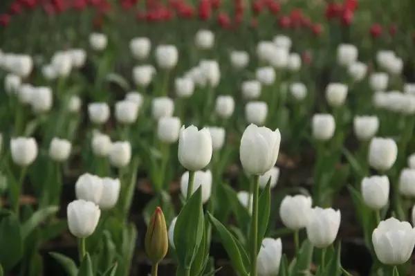 从东莞出发,不到两小时,就可以感受到靓爆灯的童话世界！