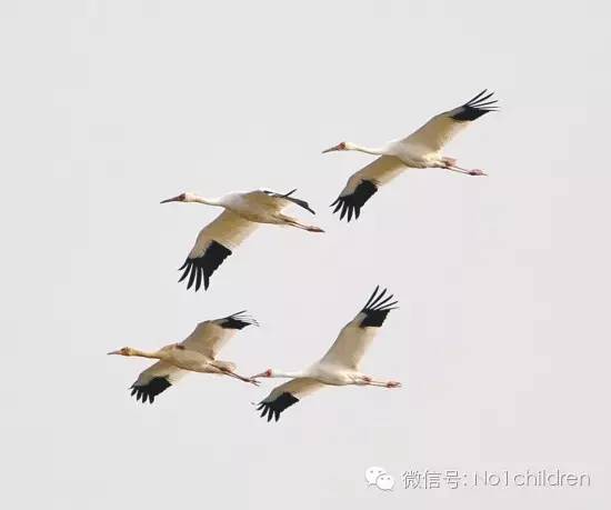 睡前故事夏蝉和大雁,儿童睡前故事大雁搬家