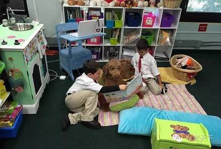 一群逆天的巨型贵宾犬,软萌的大型犬巨型贵宾犬