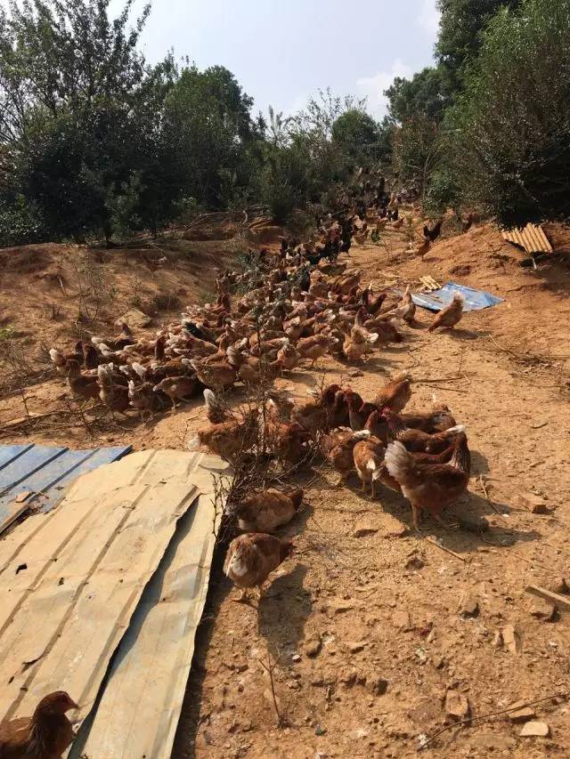 从最贫困村落到旅游首选地,一年时间,韶山这个地方经历了什么?