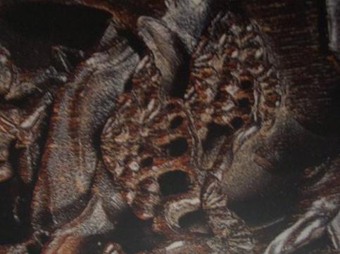 犀角简介,犀角讲解