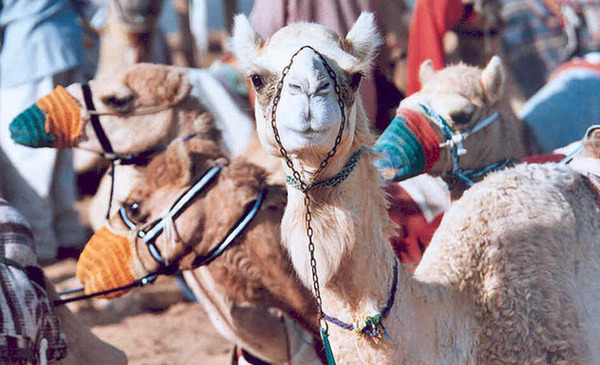 阿联酋免签国家,阿联酋免签多少国家