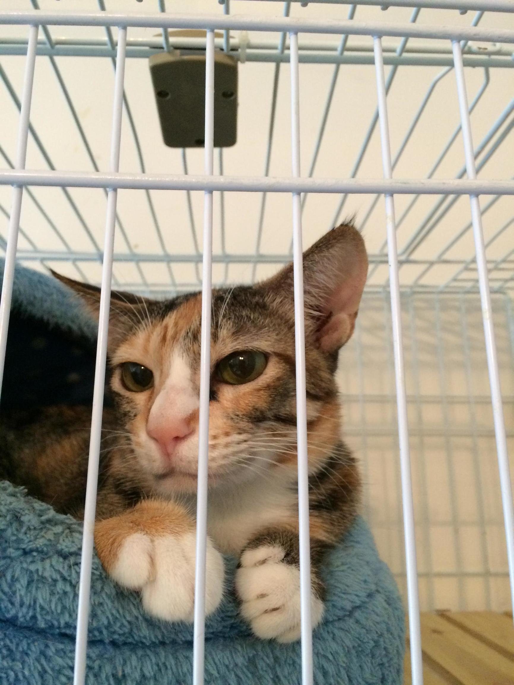 这个香港女孩，是20只残疾猫咪的妈妈：“我会照顾它们到老”