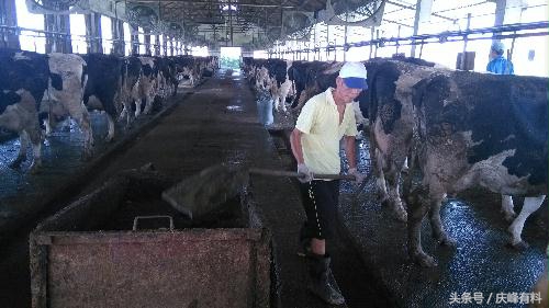 牛场做兽医,牛场兽医工作