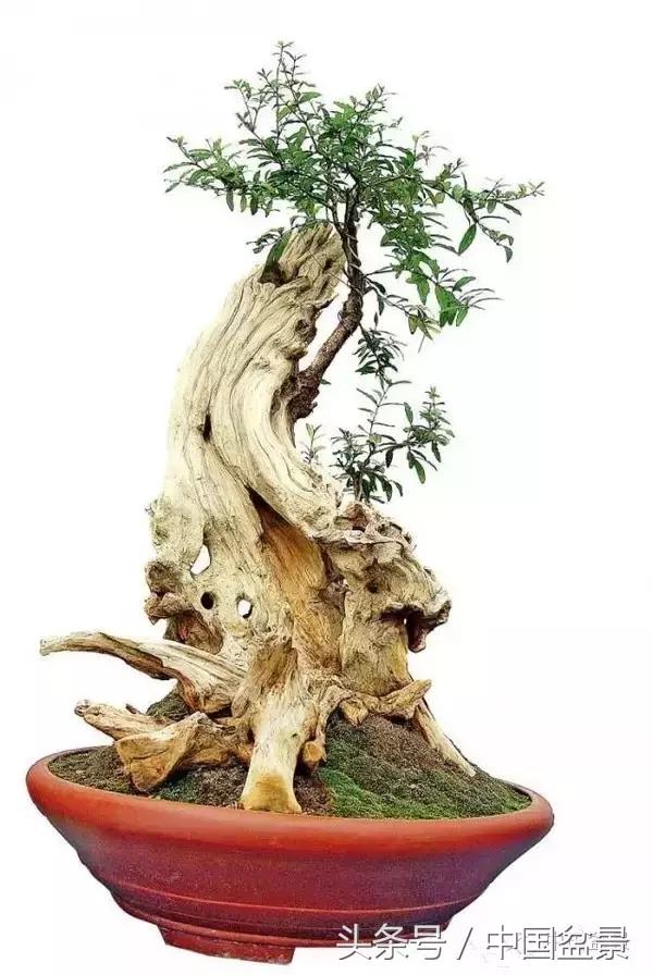 枸杞树桩盆景如何造型,紫薇盆景树桩造型图片